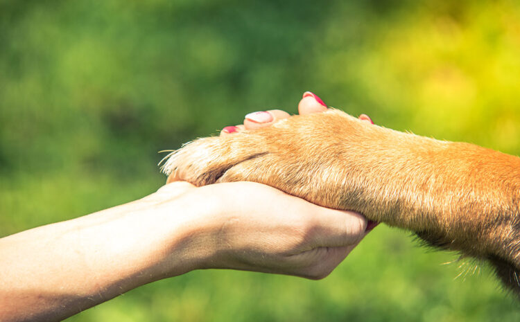  A Little Dog Angel