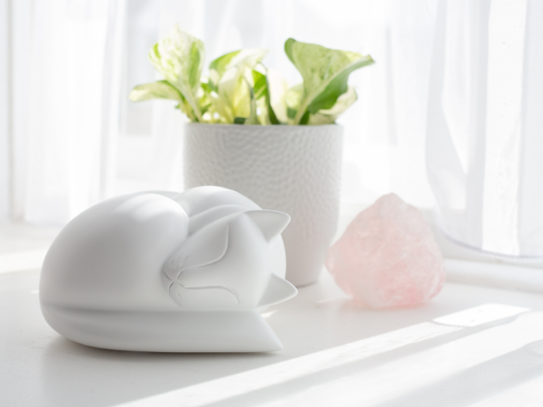 Aughton Meadows sleeping cat white